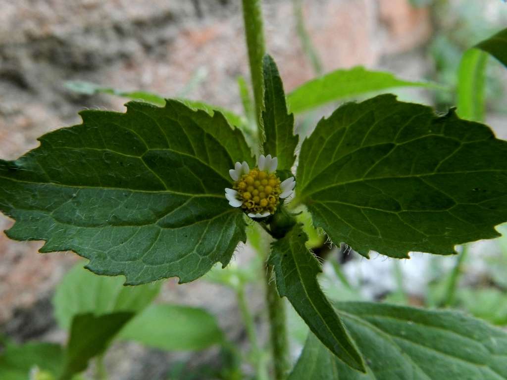 Galinsoga quadriradiata / Galinsoga ciliata